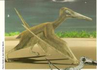 6 b - Representation d'un pterosaure marchant